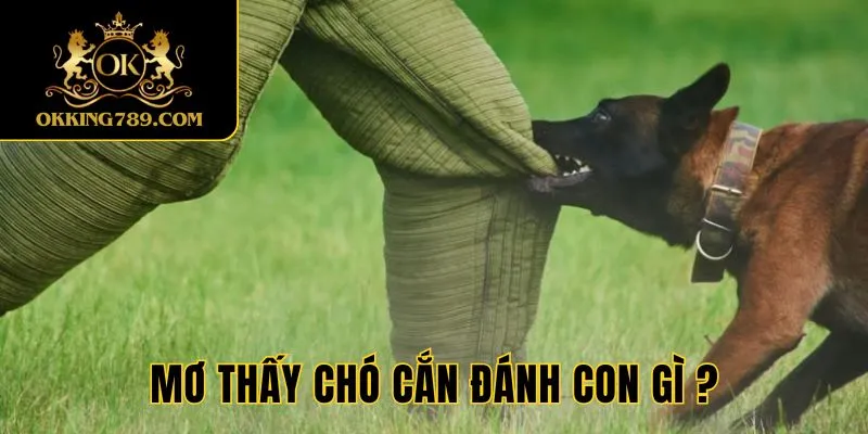 Bộ số tương ứng với giấc mơ thấy chó cắn